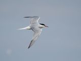 Common Tern