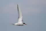 Common Tern
