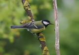 Great Tit