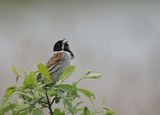 Reed Bunting