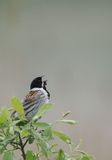 Reed Bunting