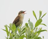 Sedge Warbler