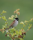 Reed Bunting