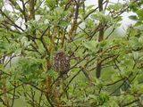 Little Owl