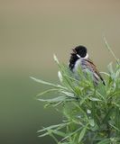Reed Bunting