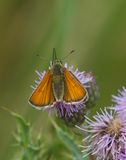 Essex Skipper ?
