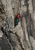 Ruby-tailed Wasp / Cuckoo Wasp sp.