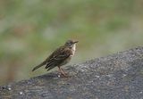 Meadow Pipit