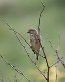 Linnet