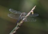 Black-tailer Skimmer