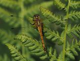 Black-tailed Skimmer