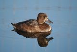 Tufted Duck