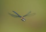 Migrant Hawker