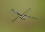 Migrant Hawker