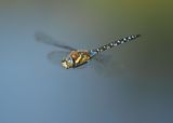 Migrant Hawker
