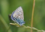 Common Blue