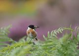 Stonechat