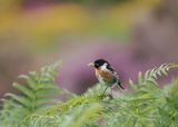 Stonechat