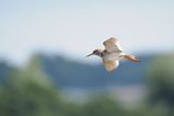 Redshank