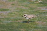 Little Ringed Plover