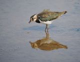 Lapwing