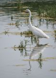 Great White Egret