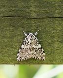Black Arches