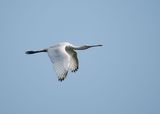 Spoonbill