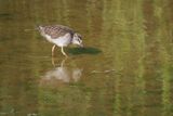 Redshank