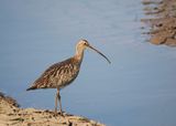 Curlew