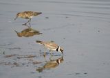 Little Ringed Plover