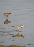 Little Ringed Plover