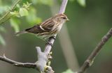 Lesser Redpoll