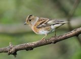Brambling