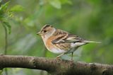 Brambling