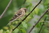 Lesser Redpoll