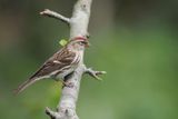 Lesser Redpoll