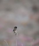 Stonechat