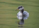 Red-necked Grebe