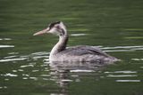 Great Crested Grebe