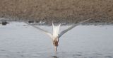 Common Tern