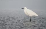Little Egret