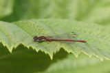 Large Red Damselfly