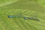 Azure Damselfly
