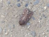 Bright-line Brown-eye