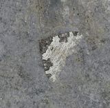Garden Carpet