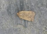 Lesser Yellow Underwing
