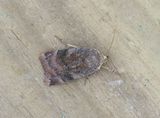 Lesser Broad-bordered Yellow Underwing