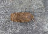 Broad-bordered Yellow Underwing