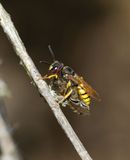 Bee-wolf